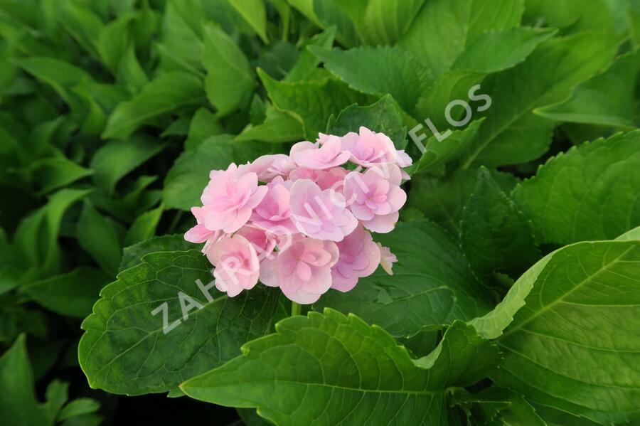 Hortenzie velkolistá 'You & Me Expression' - Hydrangea macrophylla 'You & Me Expression'