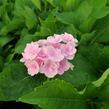 Hortenzie velkolistá 'You & Me Expression' - Hydrangea macrophylla 'You & Me Expression'