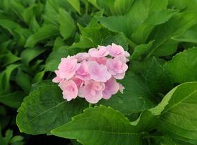 Hortenzie velkolistá 'You & Me Expression' - Hydrangea macrophylla 'You & Me Expression'