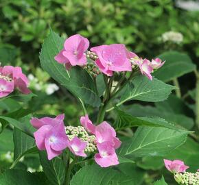 Hortenzie velkolistá 'Taube' - Hydrangea macrophylla 'Taube'