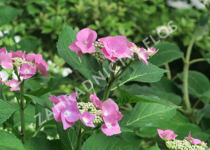 Hortenzie velkolistá 'Taube' - Hydrangea macrophylla 'Taube'