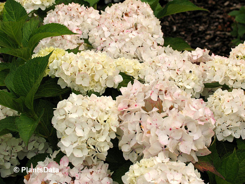Hortenzie velkolistá 'Soeur Therese' - Hydrangea macrophylla 'Soeur Therese'