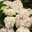 Hortenzie velkolistá 'Soeur Therese' - Hydrangea macrophylla 'Soeur Therese'