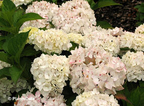 Hortenzie velkolistá 'Soeur Thérèse' - Hydrangea macrophylla 'Soeur Thérèse'