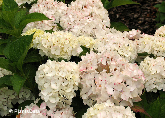 Hortenzie velkolistá 'Soeur Therese' - Hydrangea macrophylla 'Soeur Therese'