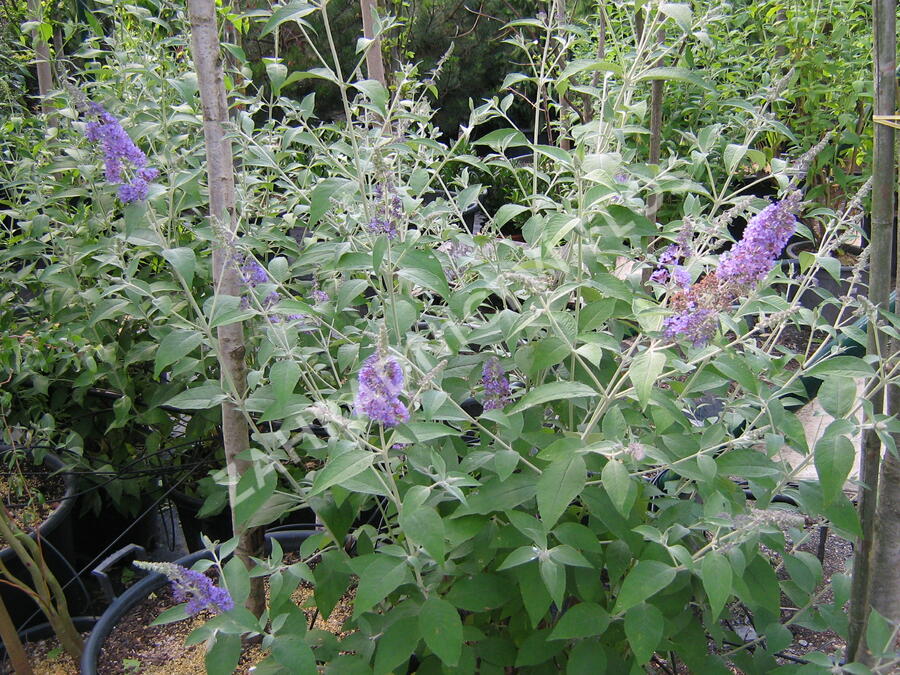 Motýlí keř, Komule Davidova 'Lochinch' - Buddleja davidii 'Lochinch'