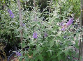 Motýlí keř, Komule Davidova 'Lochinch' - Buddleja davidii 'Lochinch'