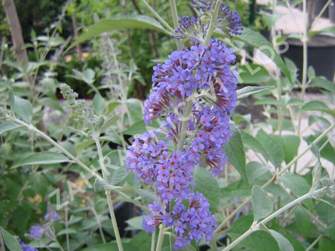 Motýlí keř, Komule Davidova 'Lochinch' - Buddleja davidii 'Lochinch'