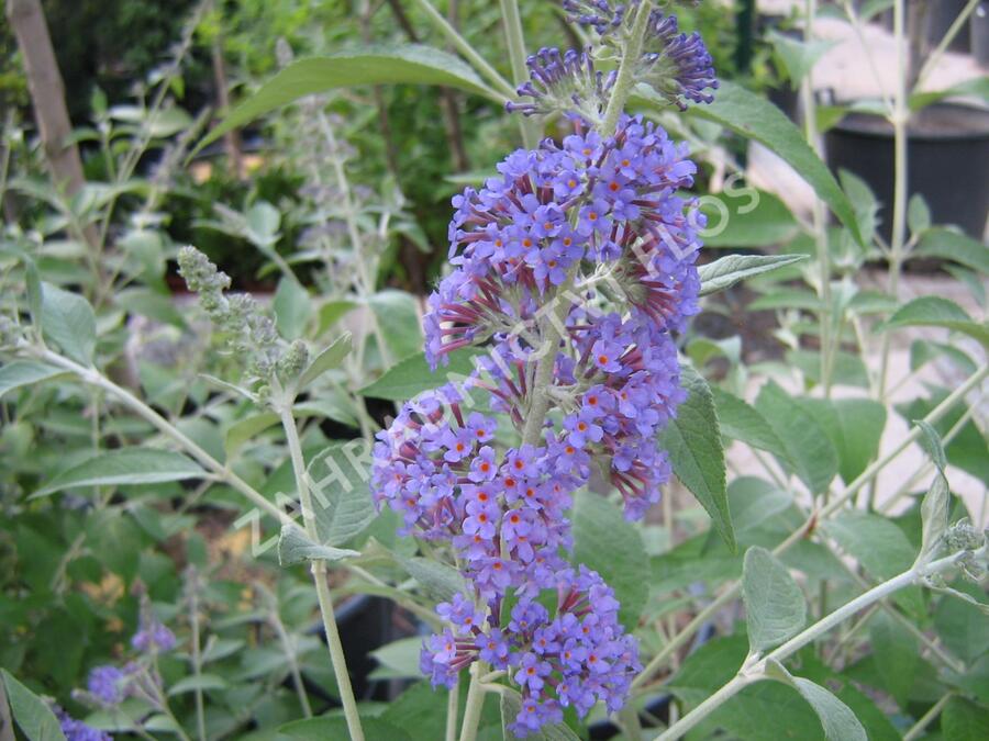 Motýlí keř, Komule Davidova 'Lochinch' - Buddleja davidii 'Lochinch'