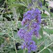 Motýlí keř, Komule Davidova 'Lochinch' - Buddleja davidii 'Lochinch'