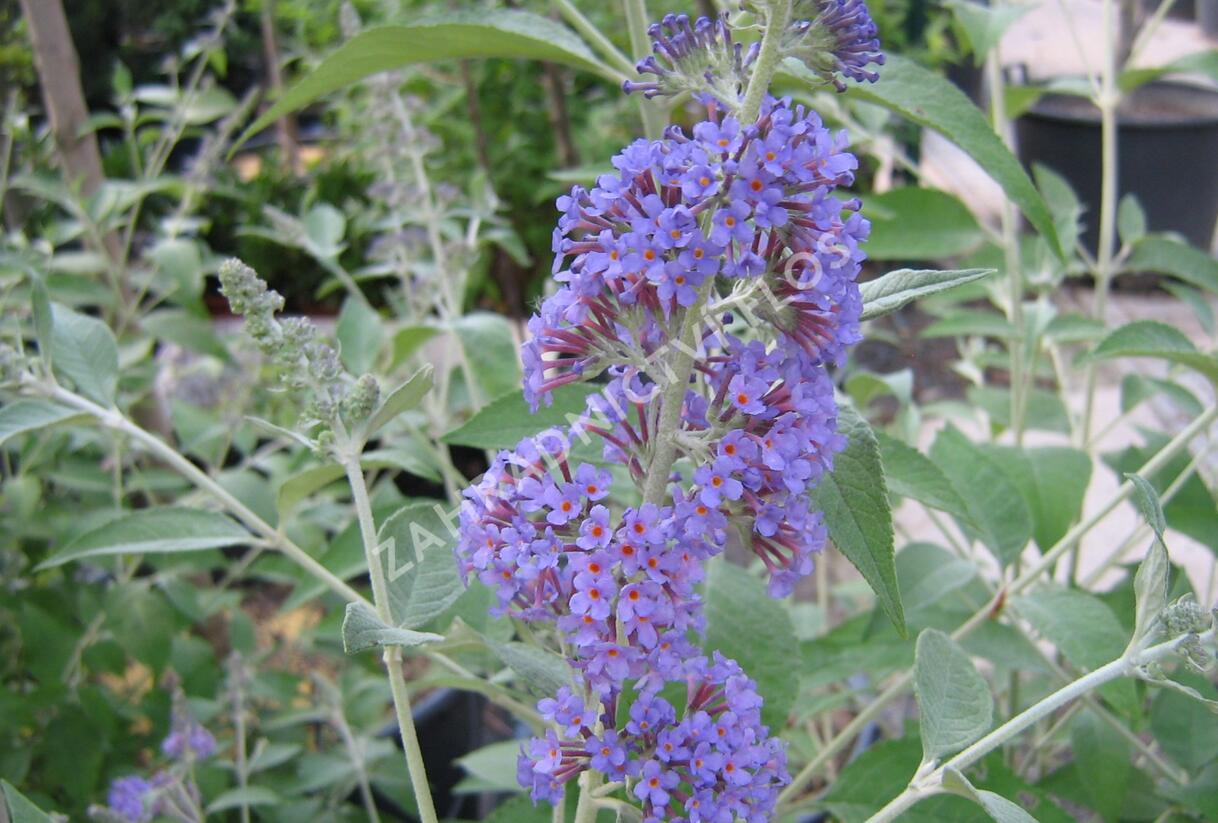 Motýlí keř, Komule Davidova 'Lochinch' - Buddleja davidii 'Lochinch'