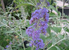 Motýlí keř, Komule Davidova 'Lochinch' - Buddleja davidii 'Lochinch'