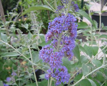 Motýlí keř, Komule Davidova 'Lochinch'