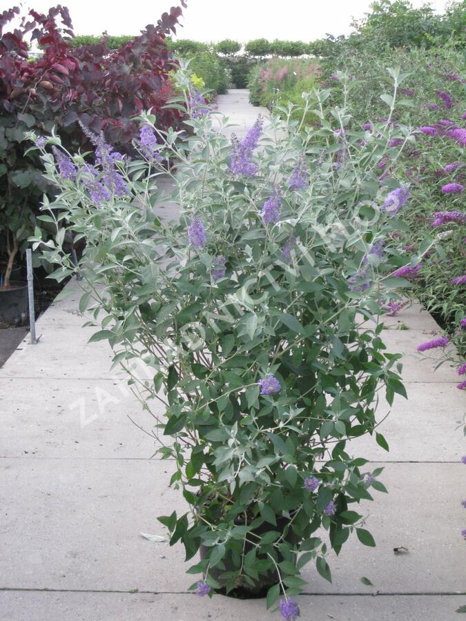 Motýlí keř, Komule Davidova 'Lochinch' - Buddleja davidii 'Lochinch'