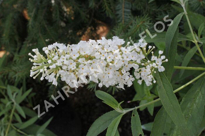 Motýlí keř, Komule Davidova 'Nanho White' - Buddleja davidii 'Nanho White'