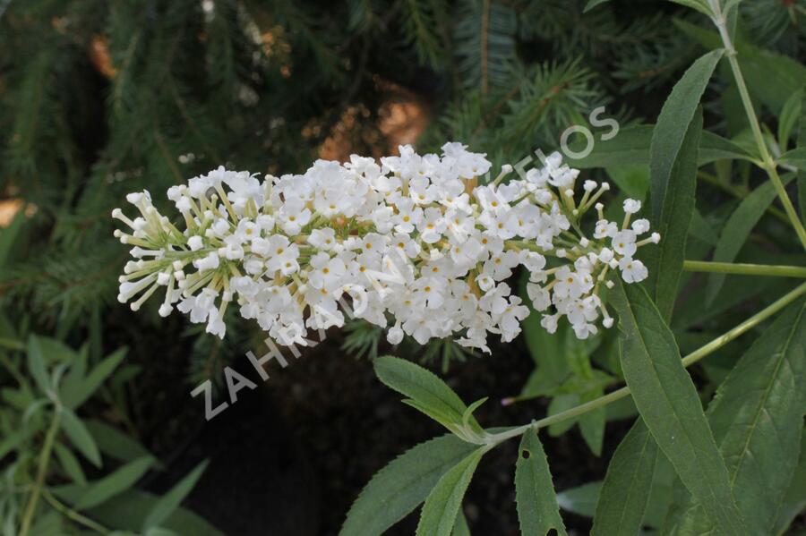 Motýlí keř, Komule Davidova 'Nanho White' - Buddleja davidii 'Nanho White'