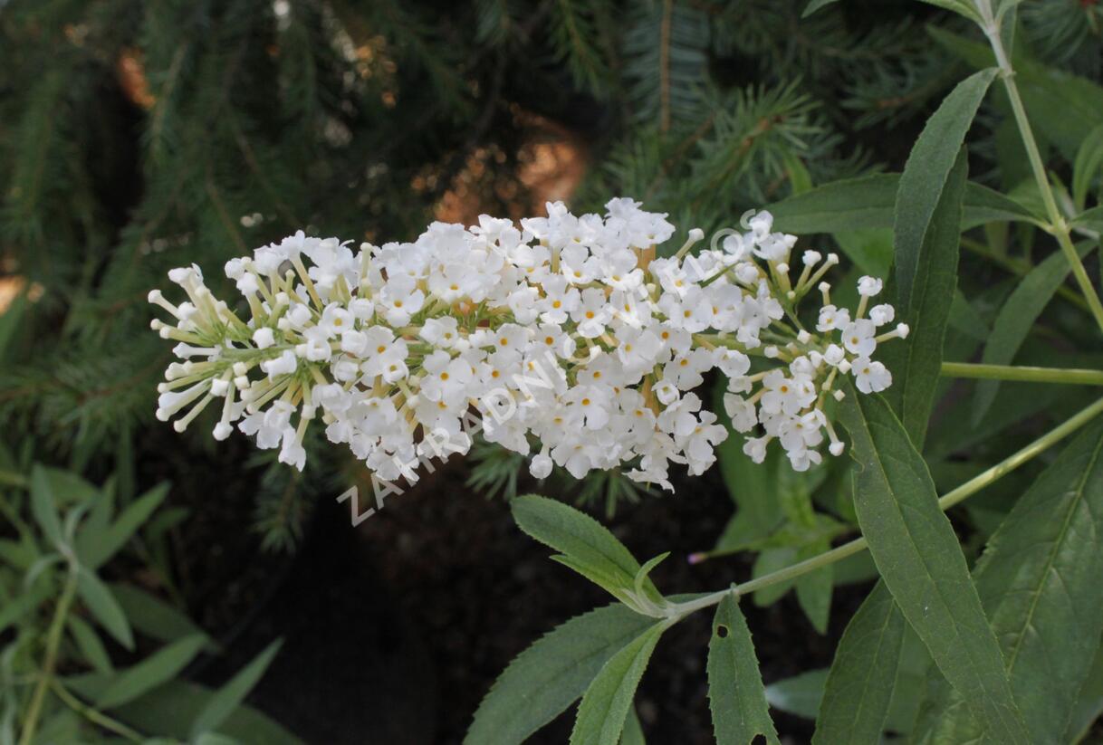 Motýlí keř, Komule Davidova 'Nanho White' - Buddleja davidii 'Nanho White'