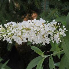 Motýlí keř, Komule Davidova 'Nanho White' - Buddleja davidii 'Nanho White'
