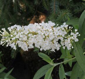 Motýlí keř, Komule Davidova 'Nanho White' - Buddleja davidii 'Nanho White'