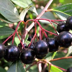 Temnoplodec, arónie planikolistá 'Brilliant' - Aronia arbutifolia 'Brilliant'