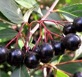 Temnoplodec, arónie planikolistá 'Brilliant' - Aronia arbutifolia 'Brilliant'