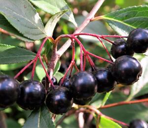 Temnoplodec, arónie planikolistá 'Brilliant' - Aronia arbutifolia 'Brilliant'