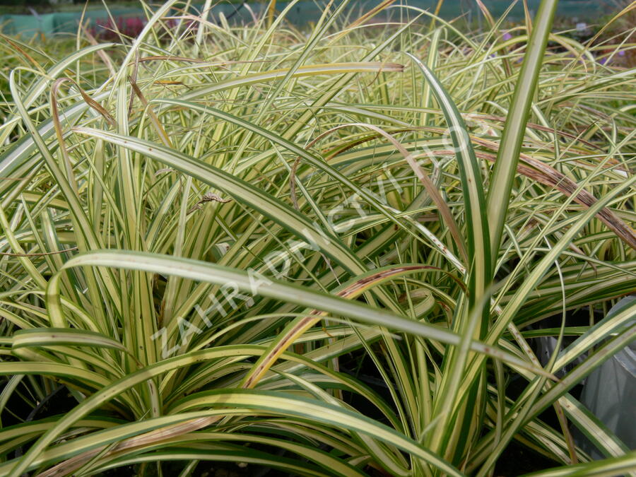 Ostřice ošimenská 'Evergold' - Carex oshimensis 'Evergold'