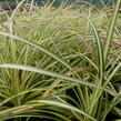 Ostřice ošimenská 'Evergold' - Carex oshimensis 'Evergold'