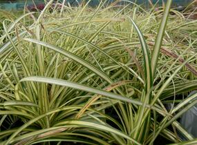 Ostřice ošimenská 'Evergold' - Carex oshimensis 'Evergold'