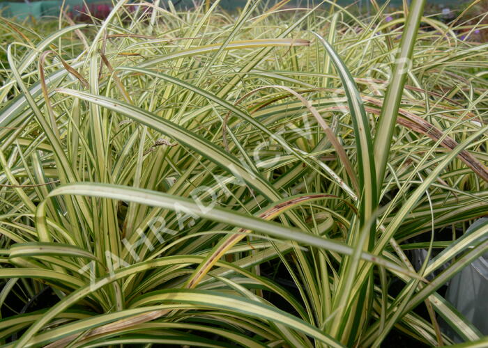 Ostřice ošimenská 'Evergold' - Carex oshimensis 'Evergold'