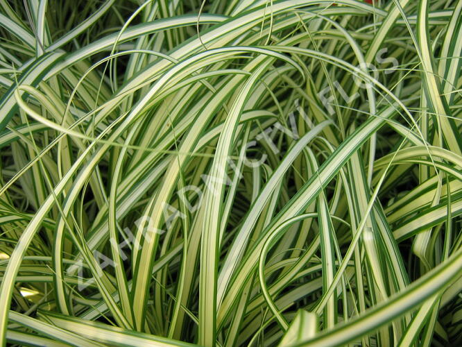 Ostřice ošimenská 'Evergold' - Carex oshimensis 'Evergold'