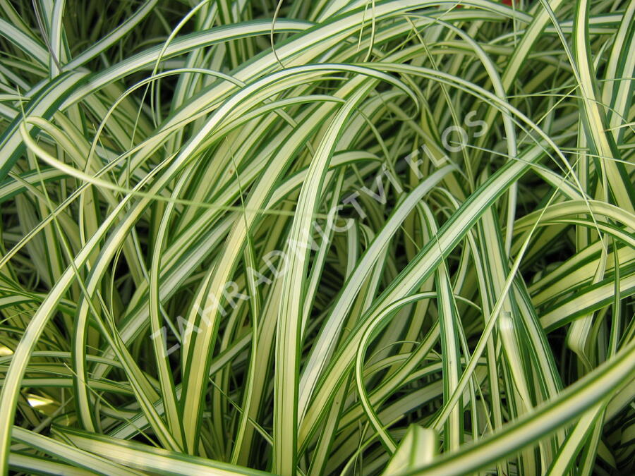 Ostřice ošimenská 'Evergold' - Carex oshimensis 'Evergold'