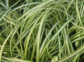 Ostřice ošimenská 'Evergold' - Carex oshimensis 'Evergold'