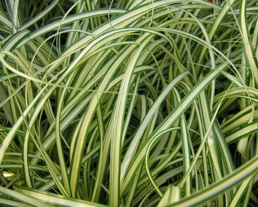 Ostřice ošimenská 'Evergold'