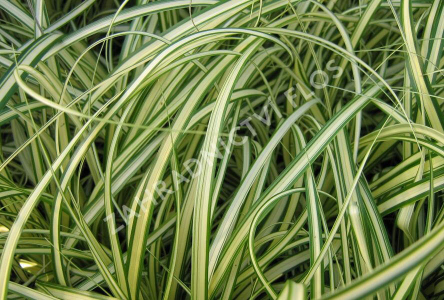 Ostřice ošimenská 'Evergold' - Carex oshimensis 'Evergold'