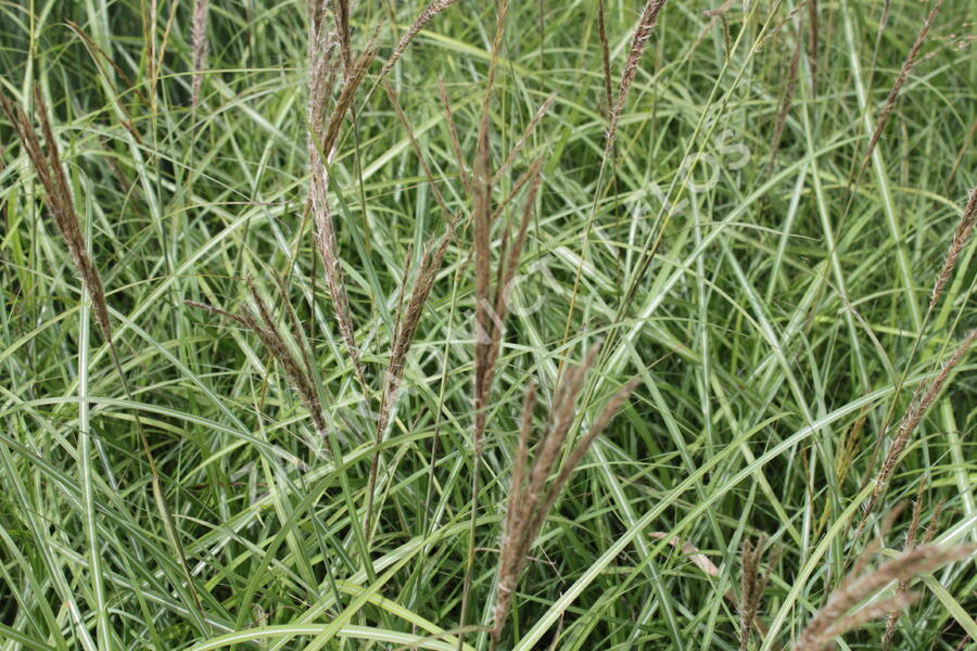 Ozdobnice čínská 'Sioux' - Miscanthus sinensis 'Sioux'