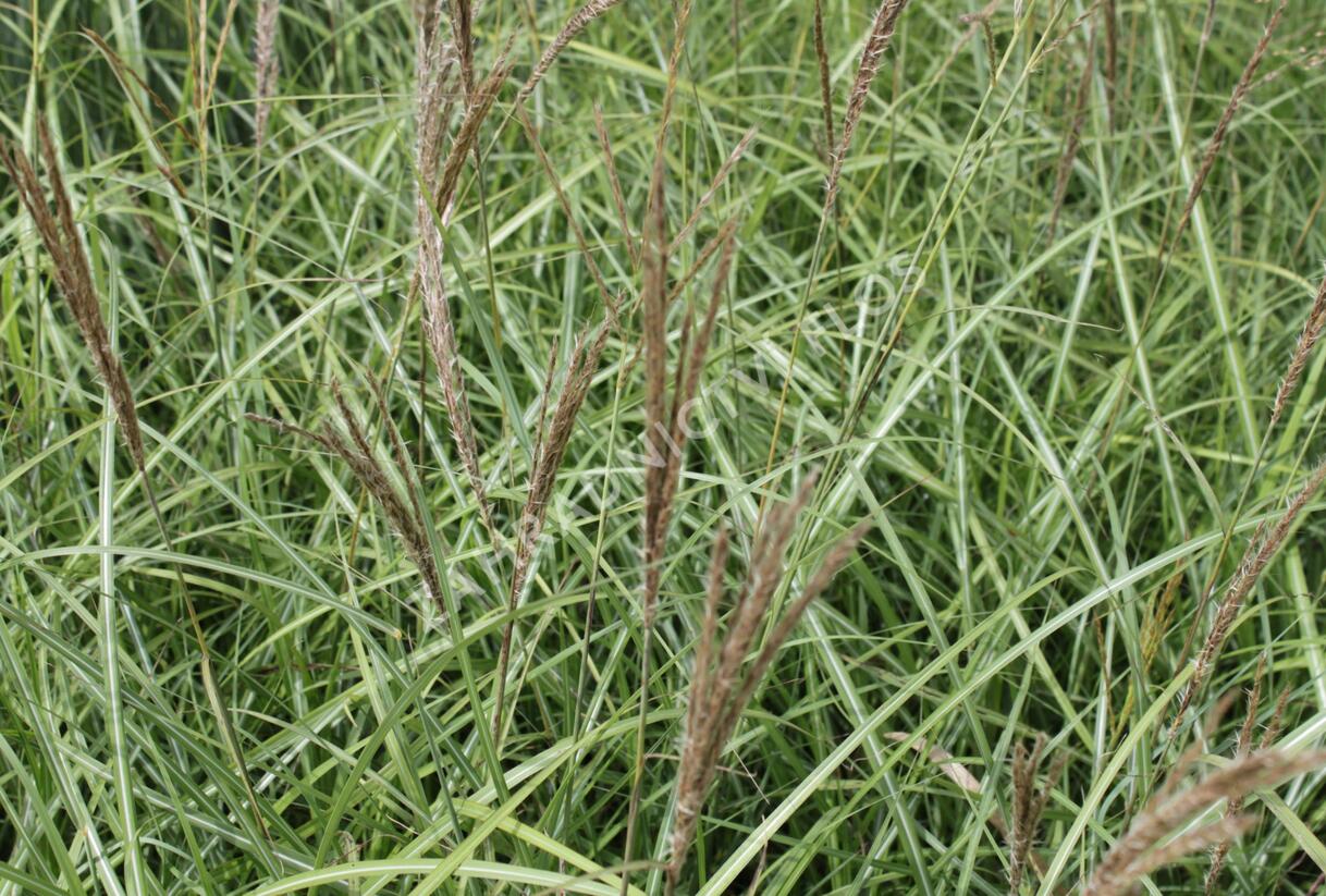 Ozdobnice čínská 'Sioux' - Miscanthus sinensis 'Sioux'