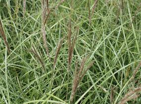Ozdobnice čínská 'Sioux' - Miscanthus sinensis 'Sioux'