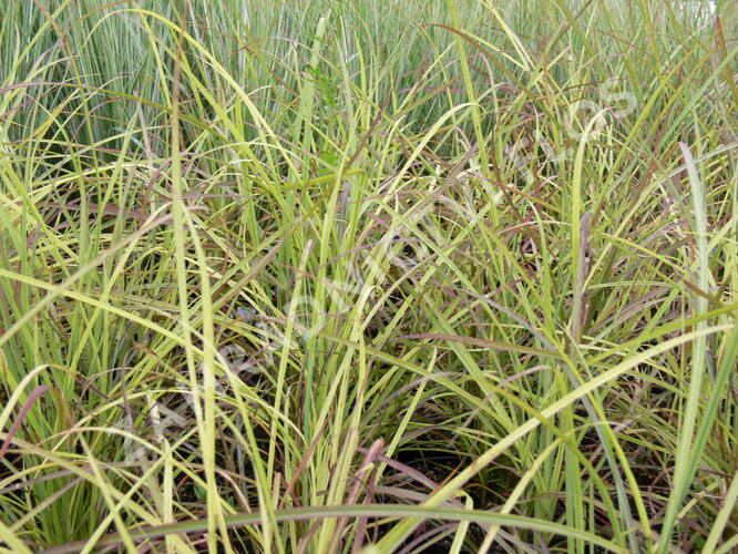 Ozdobnice čínská 'Sioux' - Miscanthus sinensis 'Sioux'