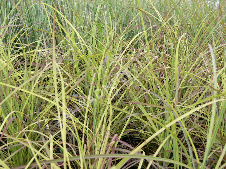Ozdobnice čínská 'Sioux' - Miscanthus sinensis 'Sioux'