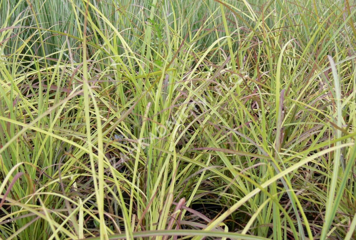 Ozdobnice čínská 'Sioux' - Miscanthus sinensis 'Sioux'