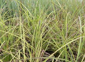 Ozdobnice čínská 'Sioux' - Miscanthus sinensis 'Sioux'