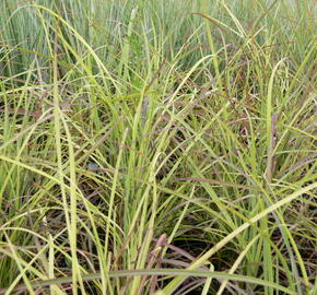 Ozdobnice čínská 'Sioux' - Miscanthus sinensis 'Sioux'
