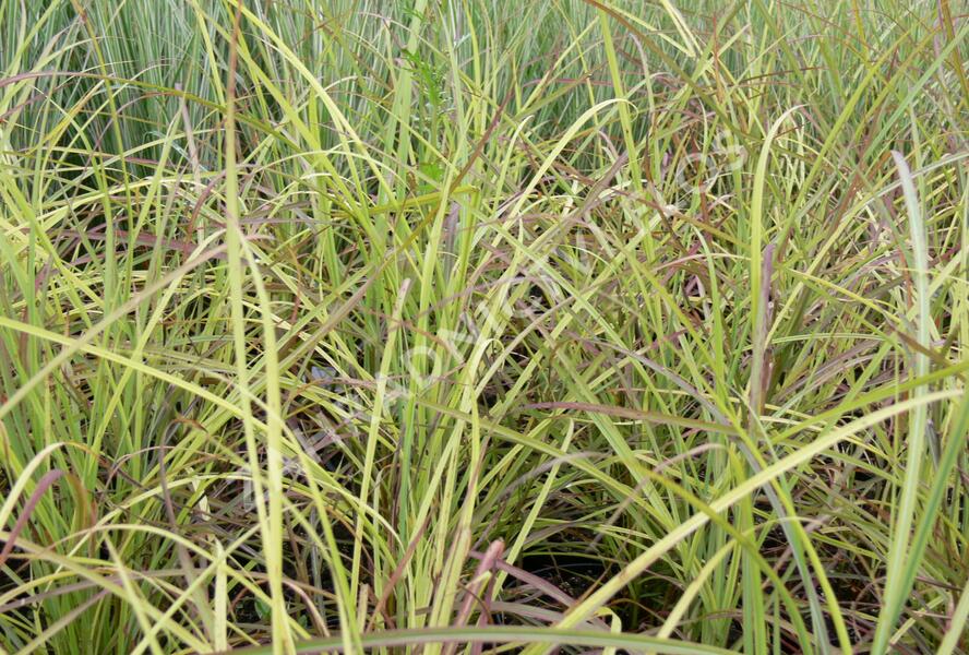 Ozdobnice čínská 'Sioux' - Miscanthus sinensis 'Sioux'