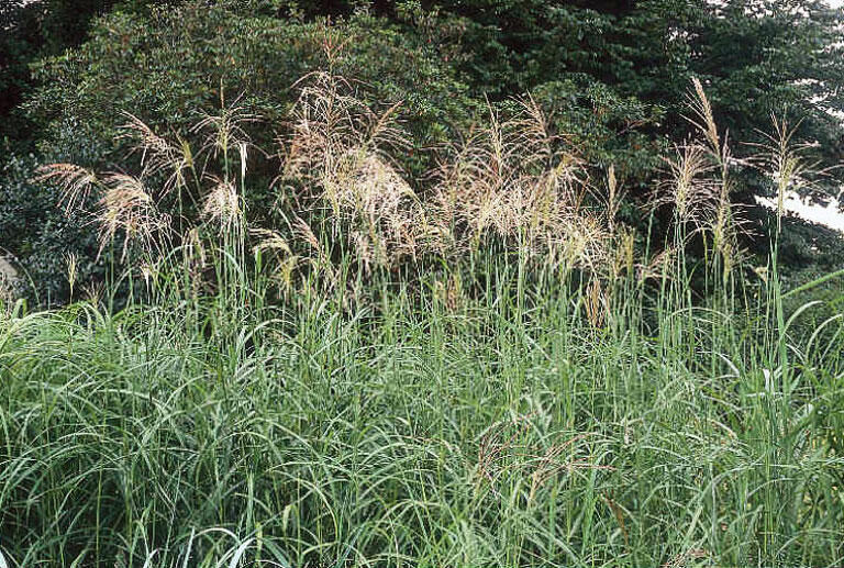 Ozdobnice čínská 'Silberfeder' - Miscanthus sinensis 'Silberfeder'