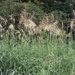 Ozdobnice čínská 'Silberfeder' - Miscanthus sinensis 'Silberfeder'