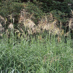 Ozdobnice čínská 'Silberfeder' - Miscanthus sinensis 'Silberfeder'