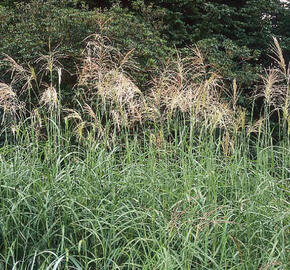 Ozdobnice čínská 'Silberfeder' - Miscanthus sinensis 'Silberfeder'