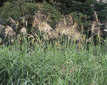 Ozdobnice čínská 'Silberfeder'