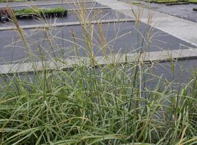 Ozdobnice čínská 'Silberfeder' - Miscanthus sinensis 'Silberfeder'